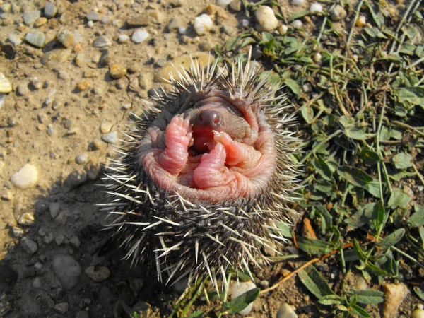 Little baby hedgehog — Stock Photo, Image