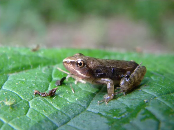 Little common frog — Stock Photo, Image