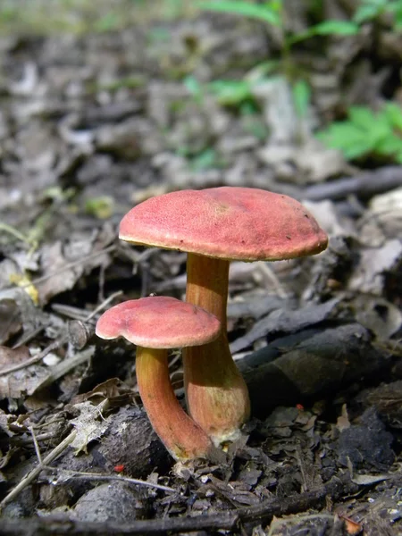 Two red mushrooms — Stock Photo, Image