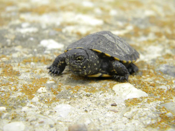 Euroopan vesi kilpikonna vauva sementti — kuvapankkivalokuva