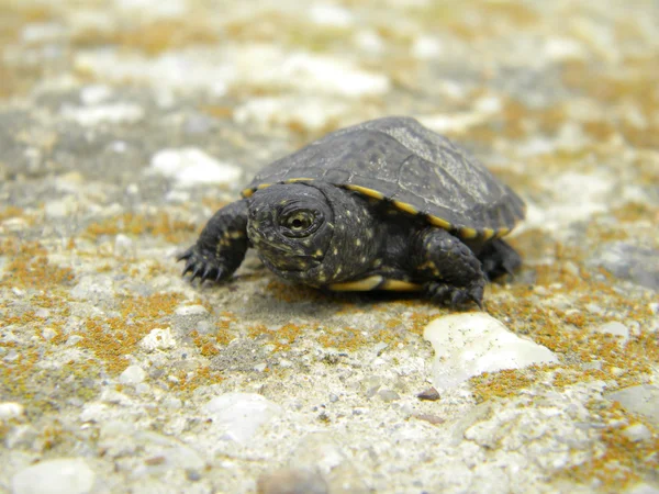 Tortuga europea bebé sobre cemento — Foto de Stock