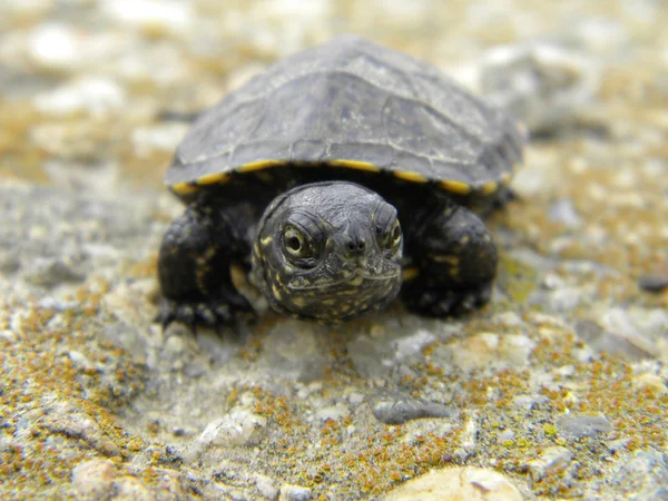 Europea tortuga de agua bebé solo — Foto de Stock