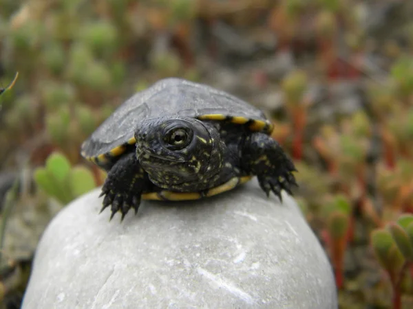 Water turtle baby — Stock Photo, Image