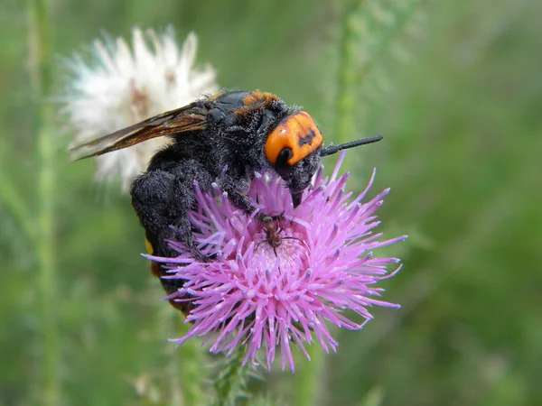 Avispa mamut en una flor silvestre —  Fotos de Stock