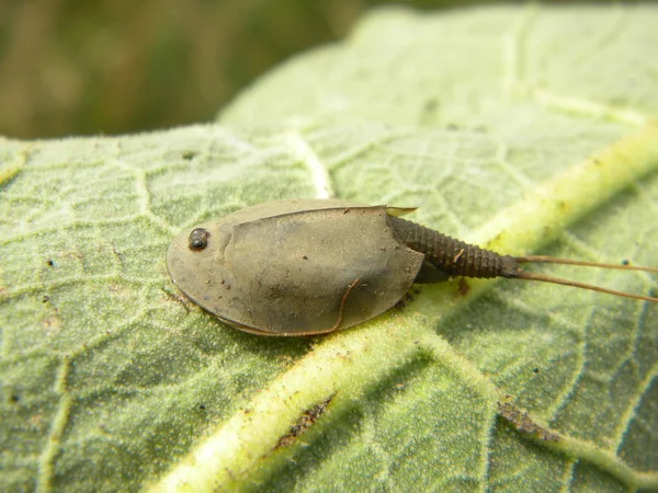 Tadpole shrimp on a leaf — Stock Photo, Image