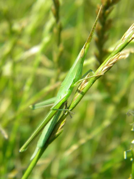 Gras sprinkhaan — Stockfoto