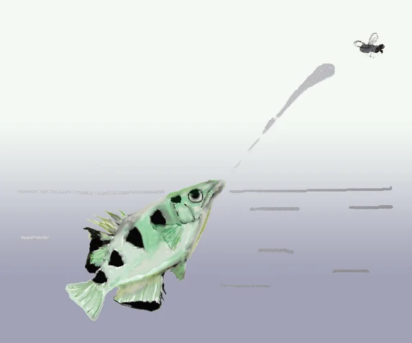Рыба-лучник — стоковое фото