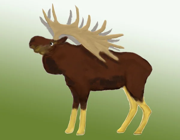 Moose met grote hoorns — Stockfoto