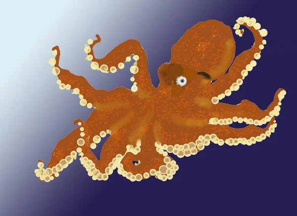 Octopus — Stock Photo, Image