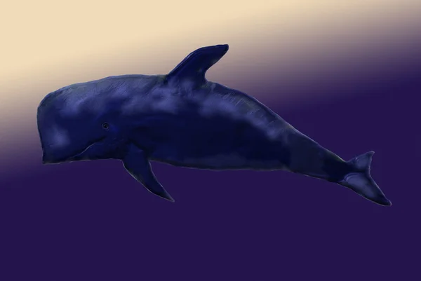 uzun kanatlı pilot balina