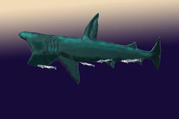 Basking köpekbalığı