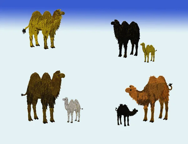 Camels on snow — Stock Photo, Image