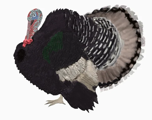 Black turkey — Stock Photo, Image