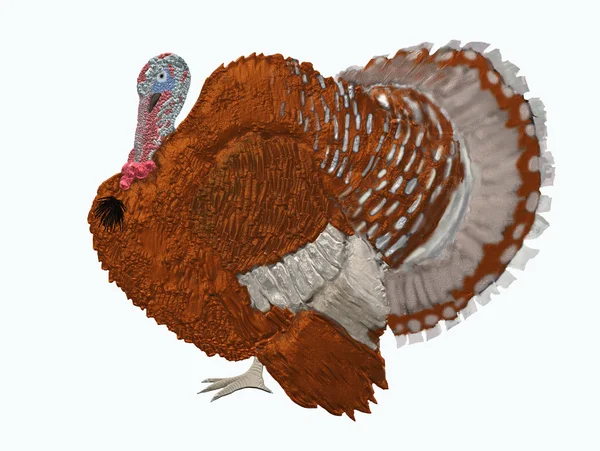 Brown turkey — Stock Photo, Image