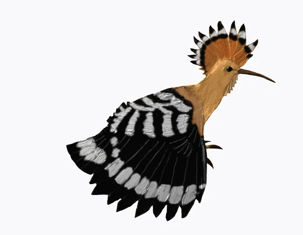 Hoopoe stretching its wing — Stock Photo, Image