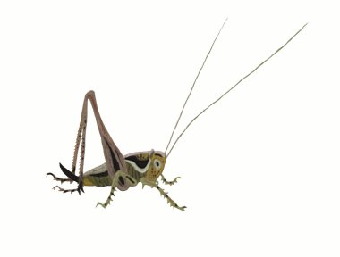 beyaz üzerine çekirge