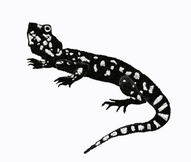 büyük siyah kertenkele