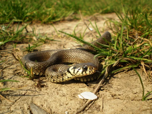 Reptile coming — Stock Photo, Image