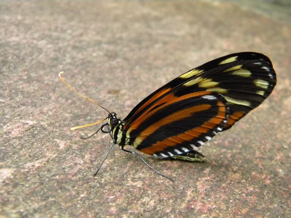 Schmetterling auf einem Stein — Stockfoto