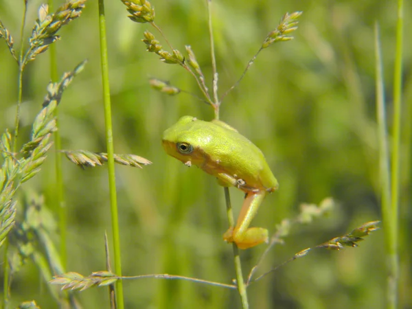 Petite grenouille des herbes — Photo