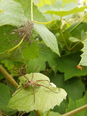 Anne örümcek koruma