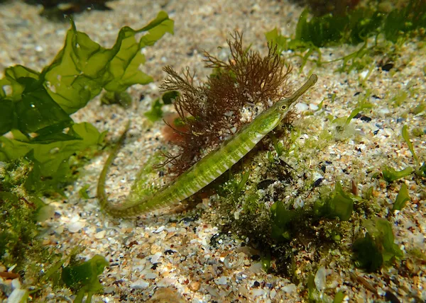 Long fish — Stock Photo, Image