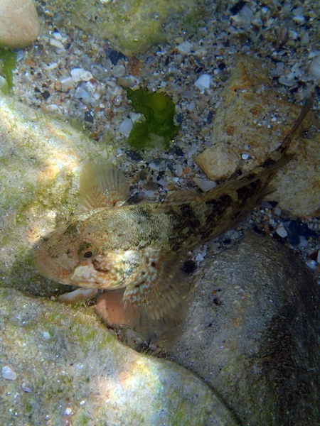 Goede camouflage — Stockfoto