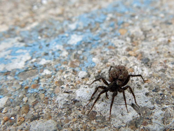 Pavouk načten — Stock fotografie