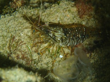 Deniz Eklem bacaklılar