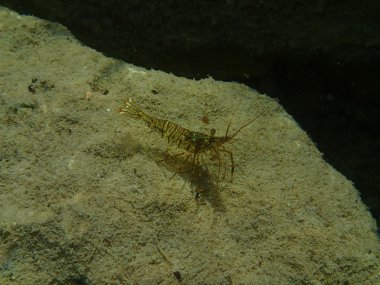 Küçük deniz eklem bacaklılar