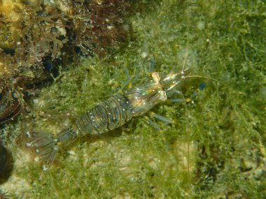 Küçük deniz kabuklu