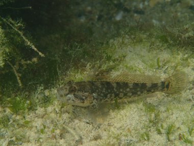 Deniz balığı deniz altındaki