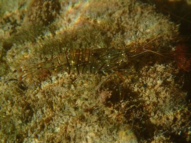 Şeffaf eklem bacaklılar