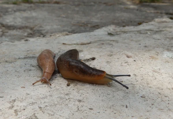 Twee slakken — Stockfoto