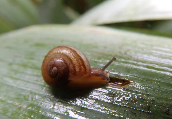 Little snail after a rain — Stock Photo, Image