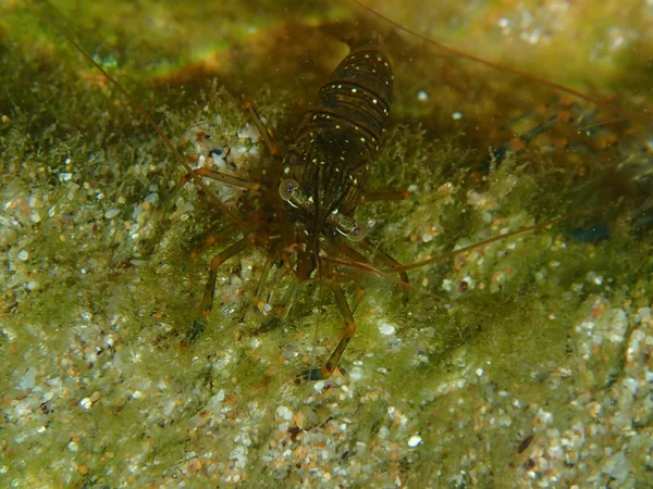Sea crustacean on the sea bottom — Stock Photo, Image
