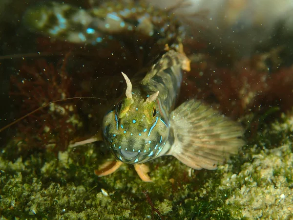 Fish on the sea bottom — Stock Photo, Image