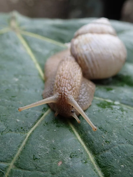 White snail on a leaf — Stock Photo, Image