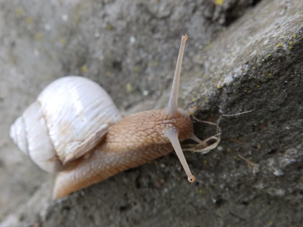 Witte schelp tuin slak — Stockfoto