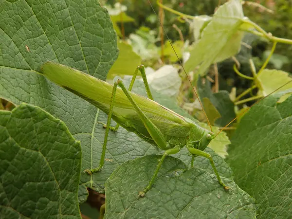 Зелёное большое насекомое — стоковое фото