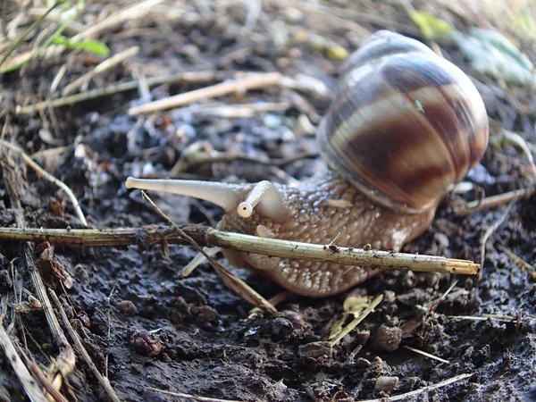 Caracol y obstáculo — Foto de Stock