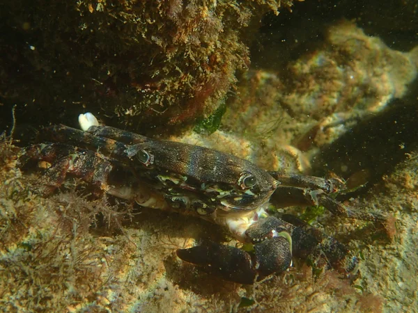 büyük karanlık Yengeç