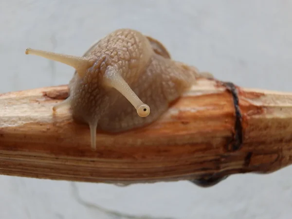 Snail face — Stock Photo, Image