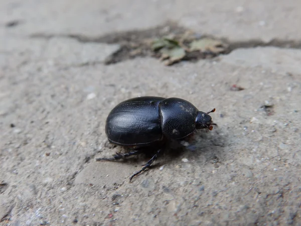 Black bug andando — Fotografia de Stock