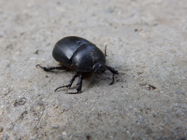 Чёрный жук — стоковое фото
