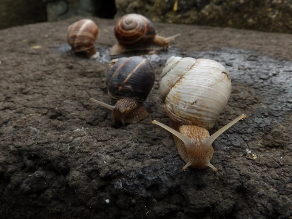 Four snails — Stock Photo, Image