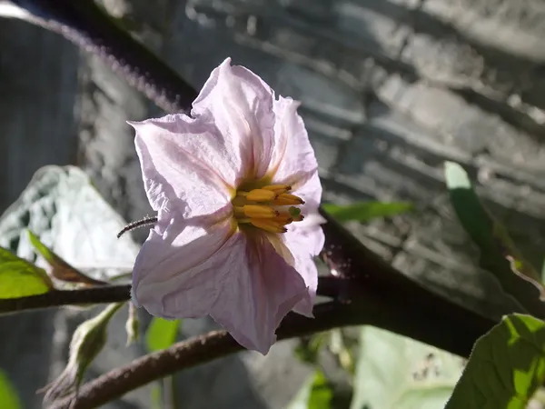 Aubergine blomma — Stockfoto