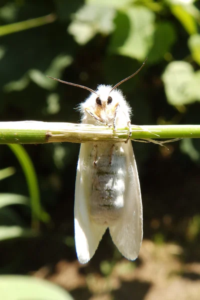 White moth — Stock Photo, Image