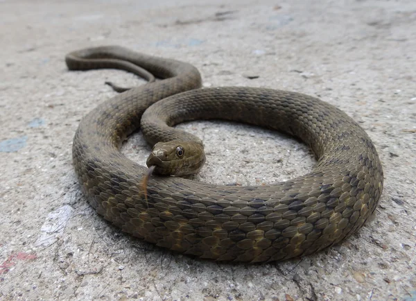 Water snake on cement — Stock Photo, Image