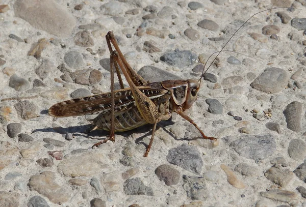 Grasshopper on asphalt — Stock Photo, Image
